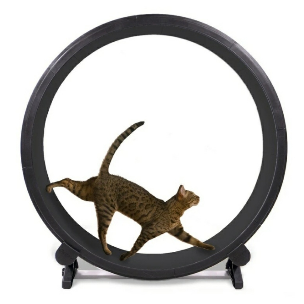 One Fast Cat
